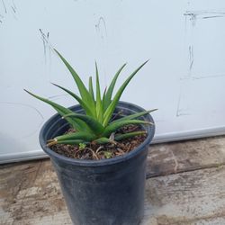 Plantas Decorativas