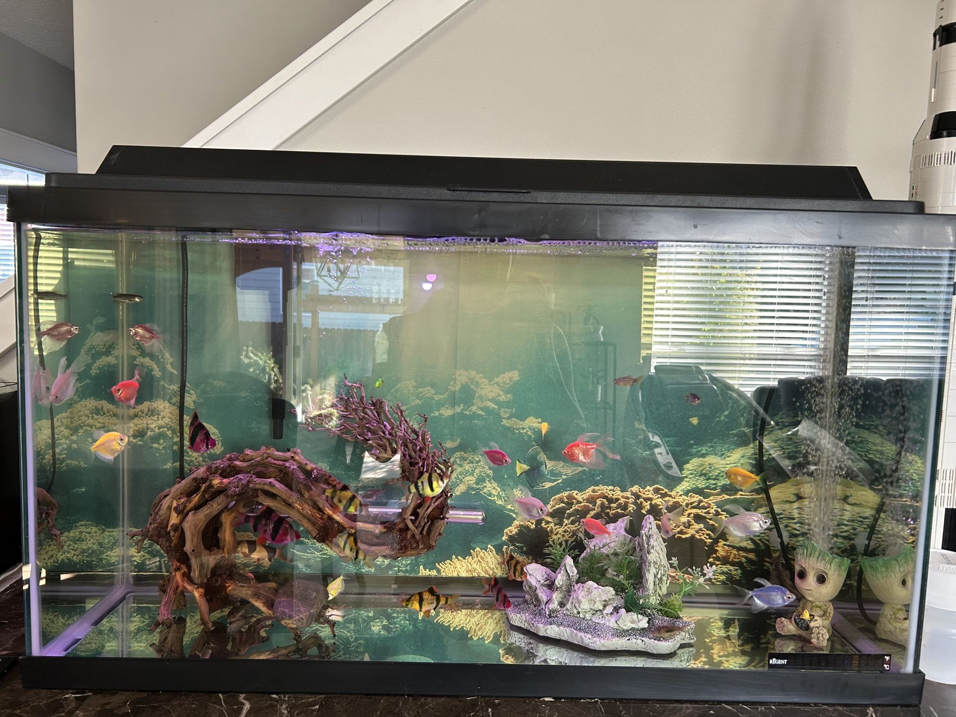 40 Gallon Fish Tank With Accessories