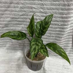 Aglaonema Mary Ann Live Plant