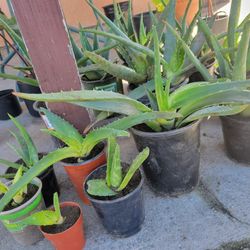 Aloe Vera Plant potted
