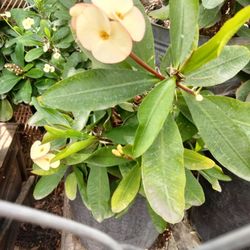 planta corona De Cristo 