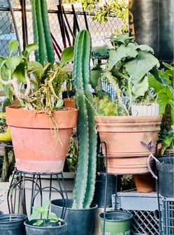 Cacti
