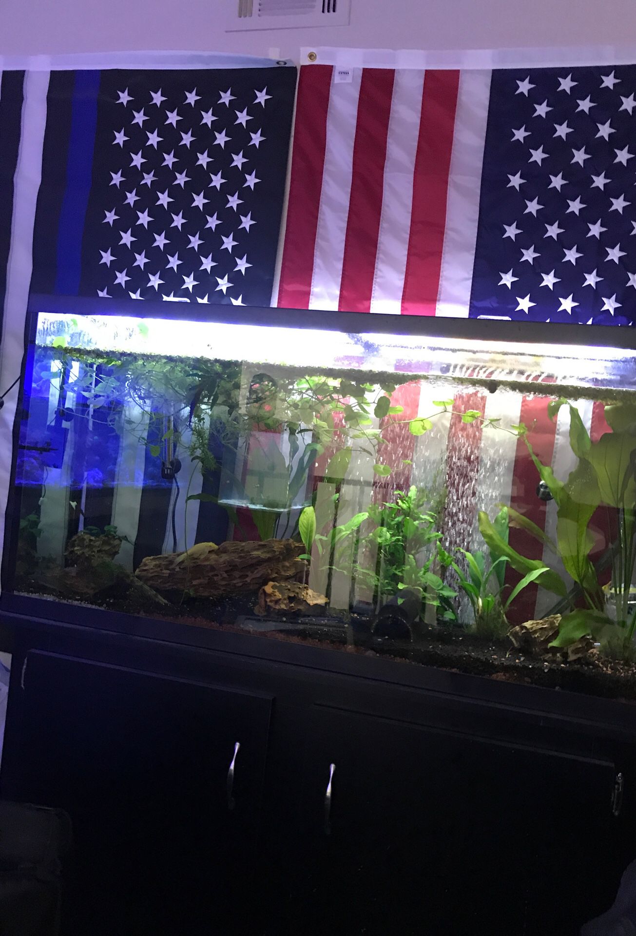 Freshwater planted aquarium and plants