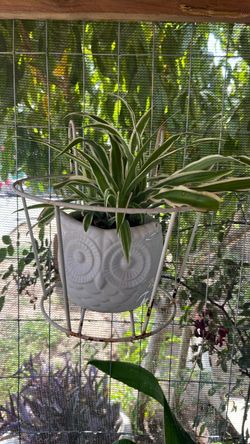 Spider  plant planta de araña súper limpiador del aire