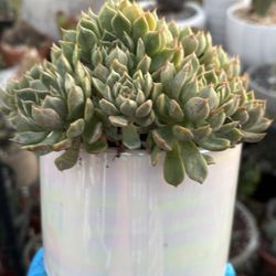 Echeveria