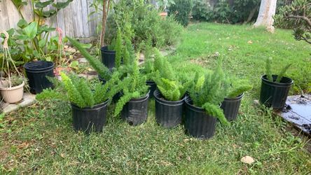 Plants