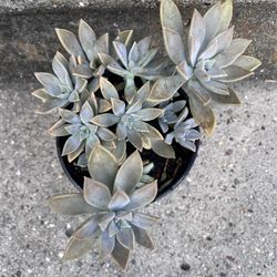 Succulent Plant in Pot