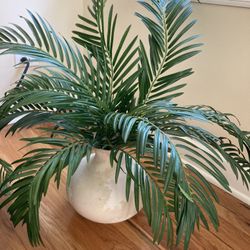 Decorative palm plant 