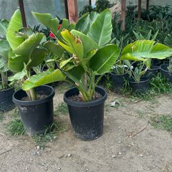 Birds Of Paradise