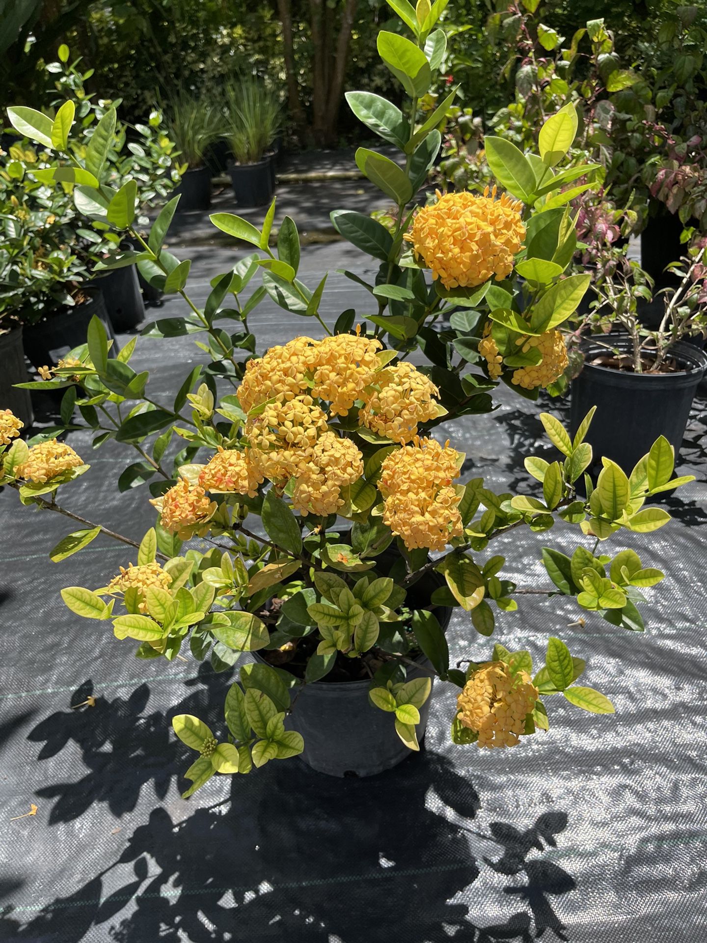 Ixora Maui Yellow - 3 Gallon