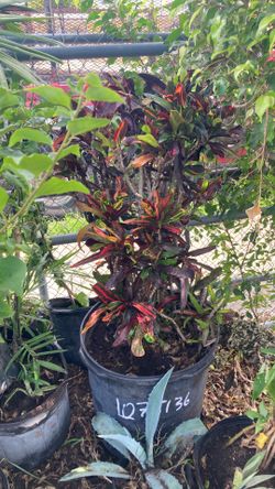 Plantas grandes