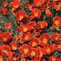 Beautiful Blanket Flowers Plant. Returns Every Year. Pest Resistant