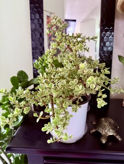 🌿—a symbol of prosperity 🪴VARIEGATED Elephant Bush🙏PLS READ DESCRIPTION💙20”H