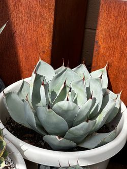 15gal artichoke agave Parryi Truncata