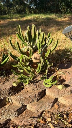 Blooming Zulu Giant. S.W.Arl