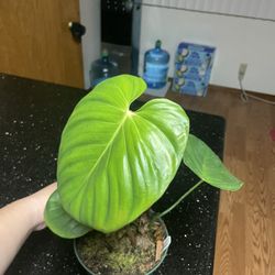 Philodendron Lynamii (Ecuagenera)