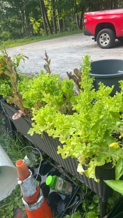 Fresh lettuce