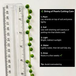 String of Pearls Cutting – 5in Fresh & Healthy – $5