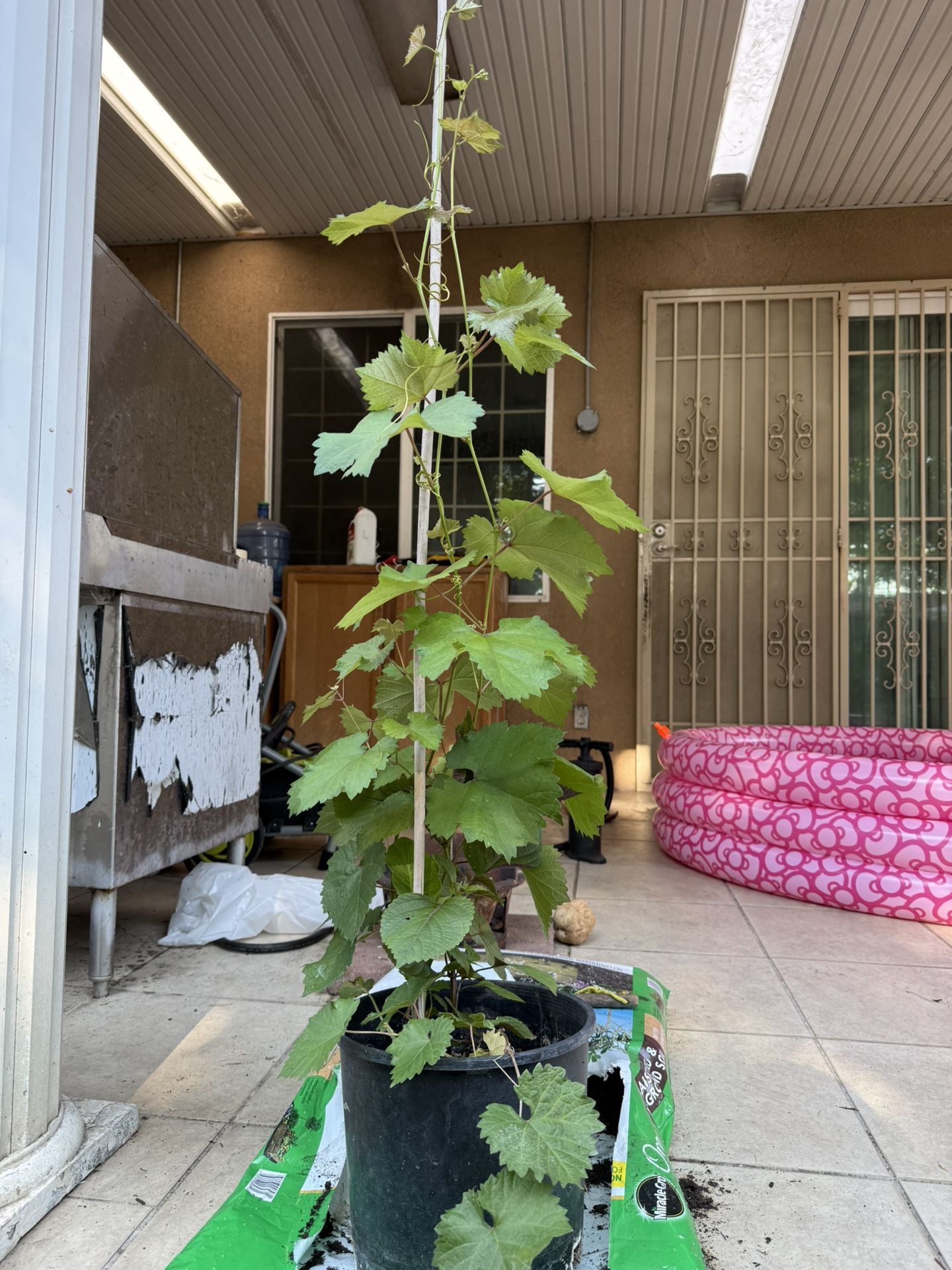 kyoho grape tree