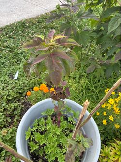 1 pink hibiscus rooted.
