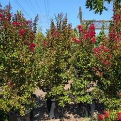 Crepe Myrtle Red