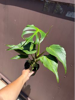 6” xl monstera burle Marx flame
