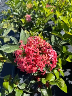 🩷 Nora Grant Pink Ixora