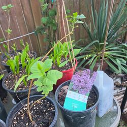 Garden Plant Lillac pink