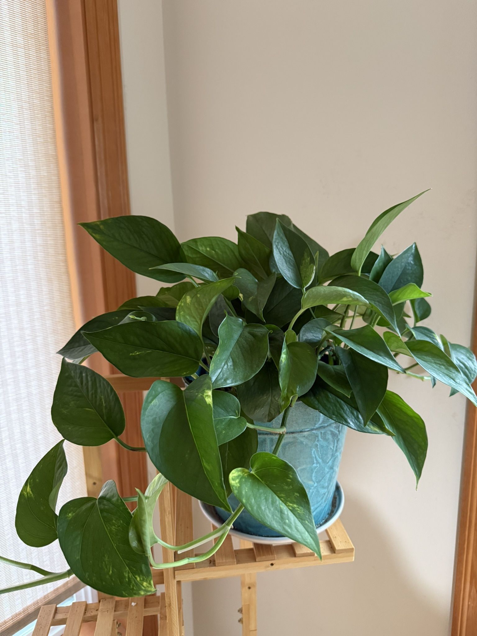 Live Healthy Golden Potho Money Plants In 8” Metal Pot