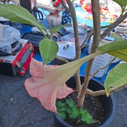 Trompeta de Angel Planta 