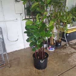 Ficus Fiddle Indoor Plants 14 Inch Pot 6 Feet Tall 