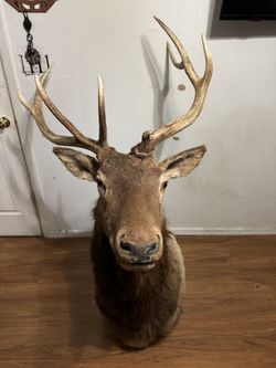 Elk Head