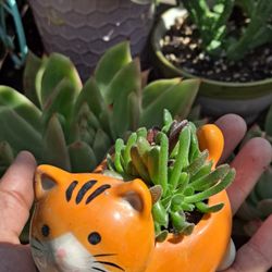 Tiny Succulent Plant 