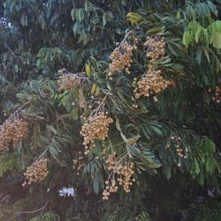 Organic Longans $5 per lb