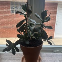 Jade Plant 