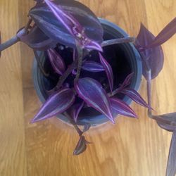 Tradescantia Zebrina surrounds tradescantia pink paradise in 4” pot