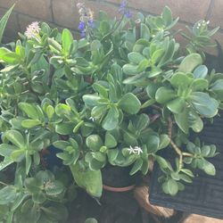 Plant jade In Large Pot 