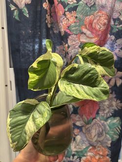 Pothos White Queen — Extra Large Leaves in Recycled Green Glass