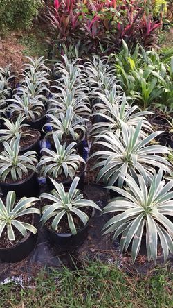 White Variegated Agave Cactus