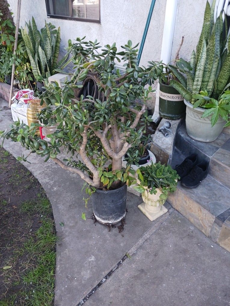 Jade-snake Plants-free