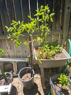 Jujubi Fruit Tree