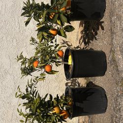 Fruit Trees, Orange , Mandarin, Lemon, Etc. 