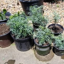 Plants  For Sale