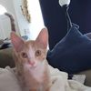 Tamara