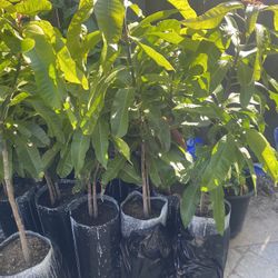 Fruit Trees