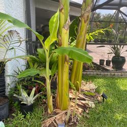 Ice cream Thai banana plant
