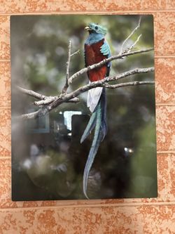 Metal Bird Picture Frame 