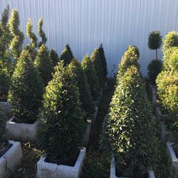 Small Cone Topiary In 3 gls Pot. SPECIAL PRICE !🤩