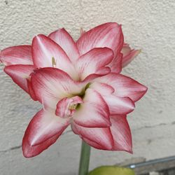 Amaryllis, Hippeastrum Blooming Double Flowers Plant, In 8 Inch Pot Pick Up Only