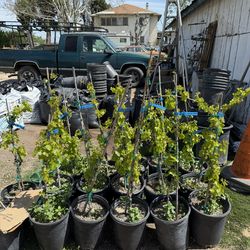 Common Black Grapes Vines 🌳🍇$40.00 each!